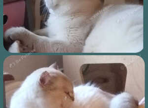 Amazing Pedigree GCCF British Shorthair Boy - Chocolate Golden Colourpoint Chinchilla