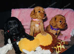 Stunning cocker spaniel puppies