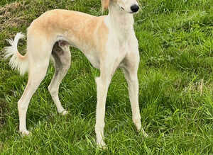 Saluki