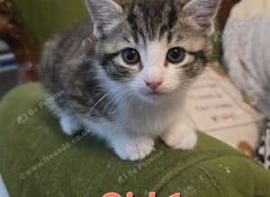 7 kittens ready now mixed boys and girls