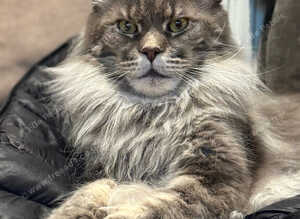 XL Russian Maine Coons ️