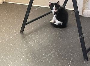 3kittens