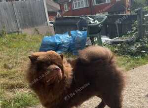 Chunky Chow