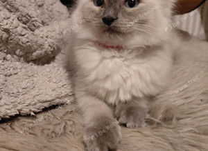Beautiful Ragdolls