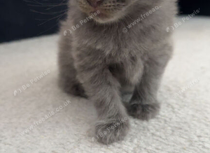 Kittens