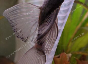 Breeding Pair Green Dragon long fin plecos