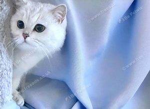 BSH top Silver Shaded Lady of love