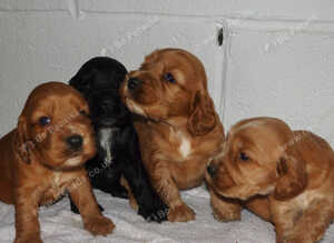 SHOW TYPE cocker puppies