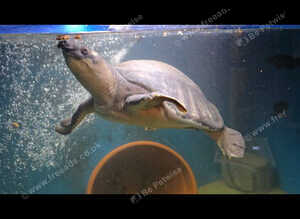 Fly river turtle female will swap