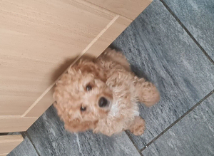 Cavapoo