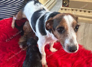 Jackapoo puppys