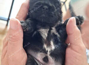 Shih tzu pups