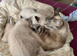 Three lovely Ragdoll X boys ready