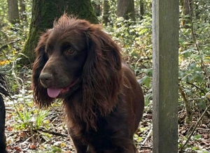 Kc chocolate and tan cocker spaniel stud
