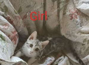 G5 Asian Leopard Silver Rossetted Parti Bengal Kittens