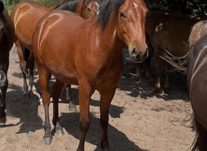 Registered NF geldings