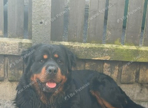 Long haired Rottweiler For stud