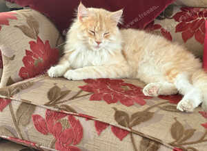 Male main coon