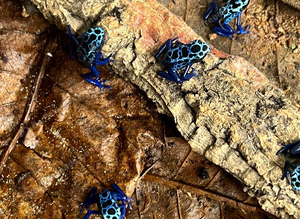 Azureus Dart frogs