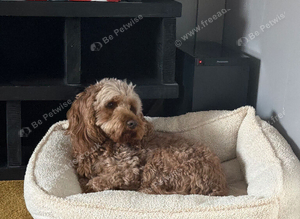 Looking for apricot/red cockapoo male
