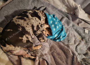 Stunning chunky French Bulldogs