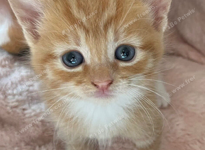 Main coon cross
