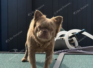 Male Fluffy frenchie