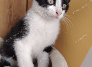 Kitten