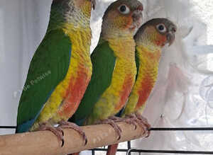 Beautiful & Intelligent 4-Month-Old Yellow-Sided Green-Cheeked Conures - Fully Weaned & Very Friendly.