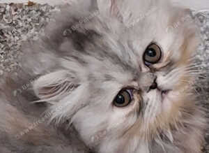 Stunning pure bred persian kittens bridgwater