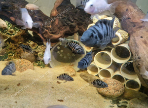 Convict cichlids juvenile