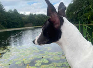 Whippet re home
