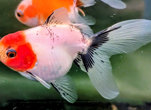 Orandas and Ranchu