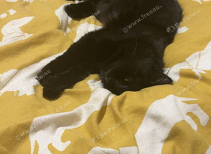 Shadow and Ziggy