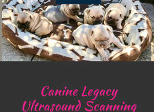 Mobile Pet Microchipping, Pregnancy Ultrasounds!!