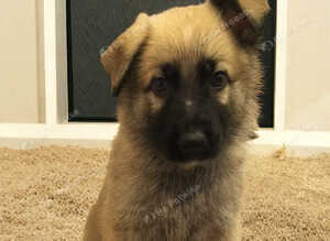 Beautiful gsd pups for sale