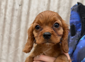 Cavalier King Charles spaniel