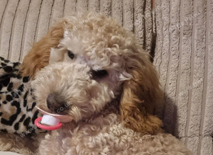 9mths old cockapoo