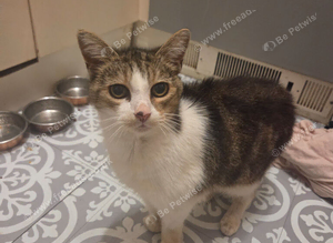 3 year old female cat looking for loving home.
