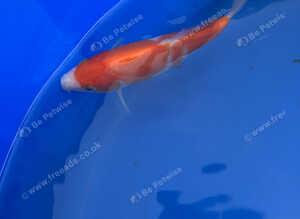 Kohaku koi 5-6 inch