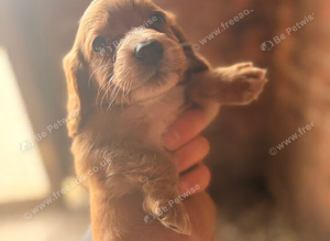 Cocker spaniel pups