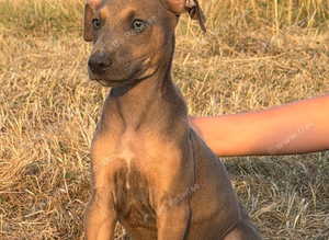 READY TO LEAVE. Stunning Lurcher puppies!! Dogs only!!