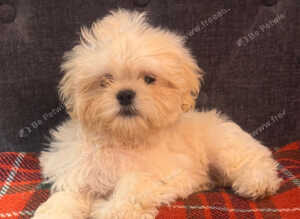 Cute Shihchon Teddy Bear Puppies