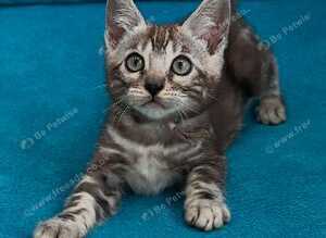 Rare marbled Bengal