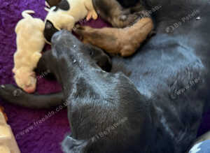 Beautiful pups lots of lovely colours