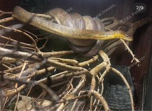 Maclops pythons