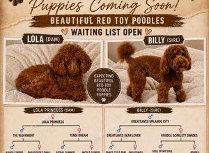 W️aiting List Deep Red Toy Poodle