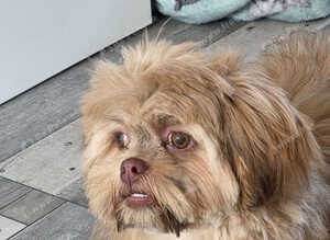 Female imperial shih tzu
