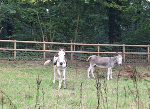 Jack and in foal jenny