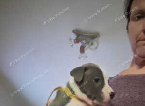 Female staffie